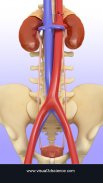 My Urinary System screenshot 13