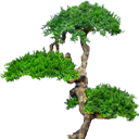 Lonely tree
