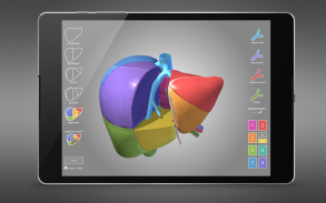 Surgical Anatomy of the Liver screenshot 15