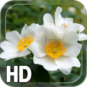 Flower Nature LWP
