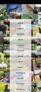 ZOO sounds quiz screenshot 7
