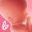 Pregnancy Tracker - Lifeing