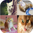 Cat Wallpapers HD