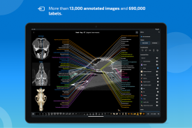vet-Anatomy screenshot 8