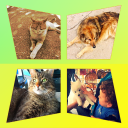 Premium Photo Collage Expert